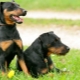 Jagdterrier: varieties, rules of content and choice of a nickname