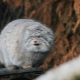 Angry cats: breeds and the manifestation of their aggression