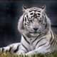 1950 - the year of what animal and how is it characterized?