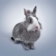 1951 - the year of which animal and what are its characteristics?