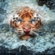 1962 - the year of what animal and what is characteristic for it?