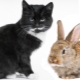 1963 - the year of which animal and what are its characteristics?