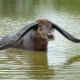 1973 - the year of which animal and what are its features?