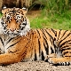 1974 - the year of what animal and what are its features?