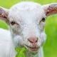 1979 - the year of what animal and what is characteristic for it?