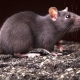 1984 - the year of what animal and what is characteristic for it?