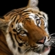 1986 - the year of what animal and what is characteristic for it?