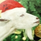 1991 - the year of which animal and what does it carry?