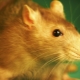 1996 - the year of which animal and what are its features?