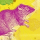 2008 - the year of which animal and what does it mean?