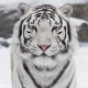 2010 - the year of what animal and how is it characteristic?