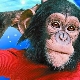 2016 - the year of which animal and what does it mean?