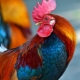 2017 - the year of what animal and what is typical for it?