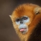 2028 - the year of which animal and what are its features?