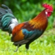 2029 - the year of which animal and what does it mean?