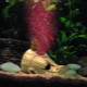 Aeration of water in an aquarium: methods and rules