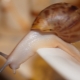 Achatina fulica albino: what do snails look like and how to keep them?