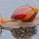 Achatina Immaculata: Subspecies and Features of Content