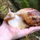 Achatina reticulata: types and cultivation