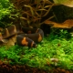 Acantophthalmus: maintenance and care, compatibility and types
