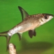 Shark bala (balu): features, content and compatibility