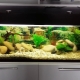 Aquarium 150 liters: dimensions, lighting and selection of fish