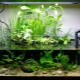Aquarium 40 liters: how to arrange and what kind of fish can you keep?