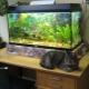 Aquarium 60 liters: sizes, design and selection of fish