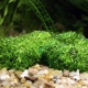 Aquarium Riccia: varieties and recommendations for maintenance
