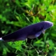 Aquarium knife fish: types, content and compatibility