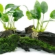 Anubias aquarium plant: species, maintenance and cultivation
