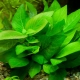 Lemongrass aquarium plant: selection, cultivation and breeding