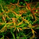 Ludwigia aquarium plant: types, maintenance and care