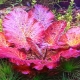 Aquarium plant nymphea: types, planting and care