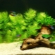Hornwort aquarium plant: description, planting and content