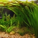 Vallisneria aquarium plant: planting, care and maintenance