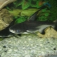 Aquarium sharks: features, types and cultivation