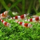 Aquarium shrimps: varieties, selection, care, breeding