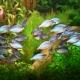 Aquarium fish for beginners: which ones to choose and how to keep them?