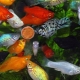 Aquarium fish mollies: varieties, selection, care, reproduction