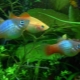 Aquarium fish petsilia: varieties, selection and content