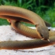 Aquarium snake fish: varieties, selection, care, reproduction