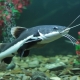 Aquarium catfish: varieties, tips for care and reproduction