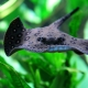 Aquarium stingray: description and content