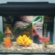 Aquariums for 15 liters: varieties, selection, maintenance, settlement