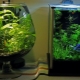Aquariums for 20 liters: sizes, number and selection of fish