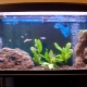 Aquariums for 200 liters: sizes, how many and what kind of fish can you keep?