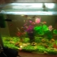 Aquariums for 30 liters: sizes, number of fish and their selection