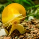 Ampularia: types, features of keeping and breeding