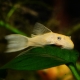 Ancistrus albino: description and content